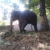 Kodanad Elephant Training Centre 