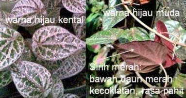 Khasiat dan Gambar  Tanaman  Obat Tradisional Sirih  Merah  