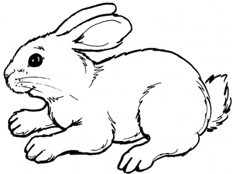 Belajar mewarnai  gambar hewan  kelinci  lucu untuk anak