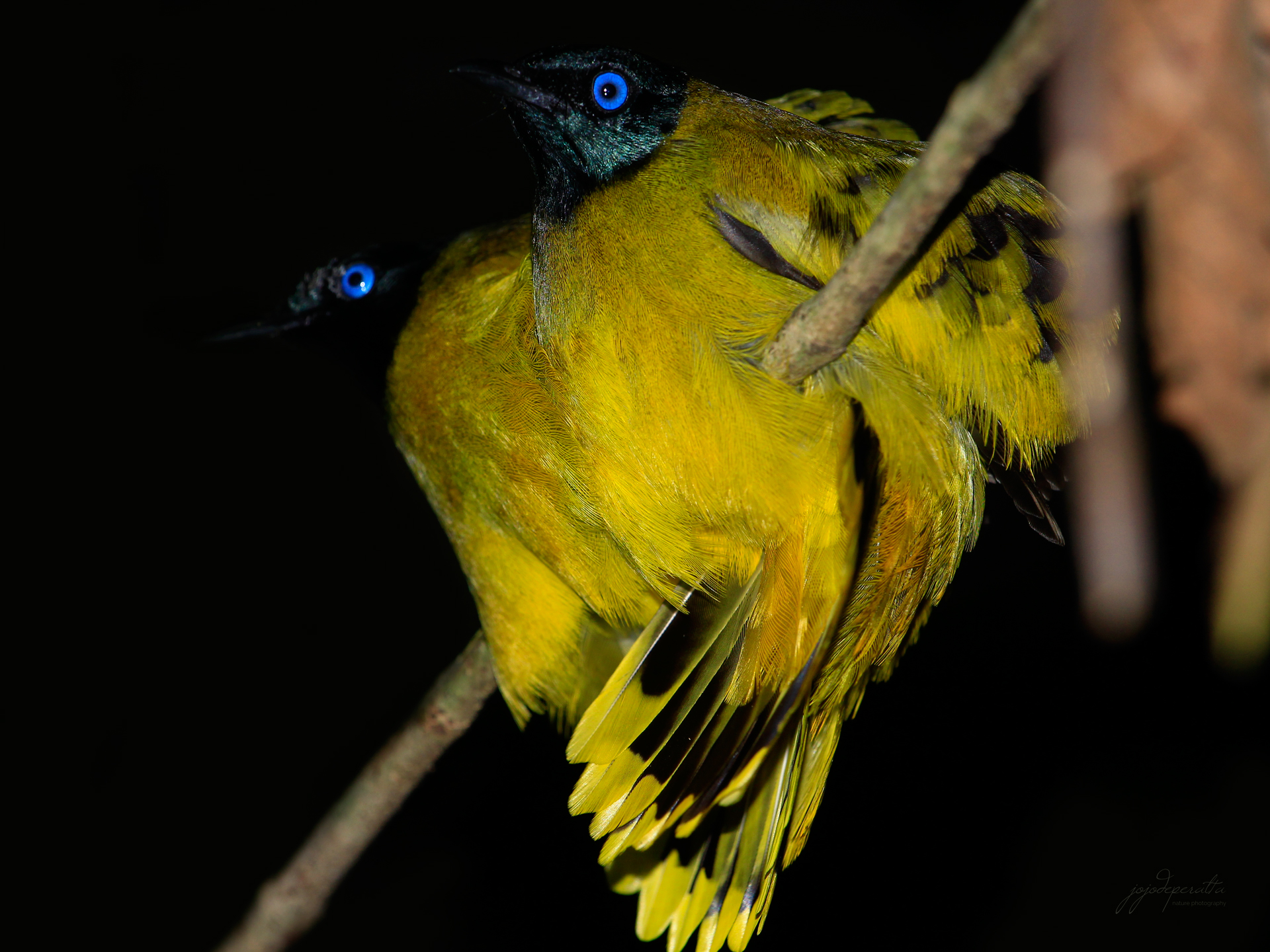 Black-headed Bulbul Pycnonotus atriceps atriceps photo by Jojo De Peralta in Palawan