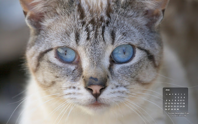 free desktop wallpaper calendar for June 2011, Fran the Siamese former Feral. Click for full size, right-click and select save as desktop background