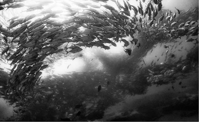 Underwater Realm - As incríveis imagens de um fotógrafo de Anuar Patjane