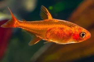 Ember Tetras