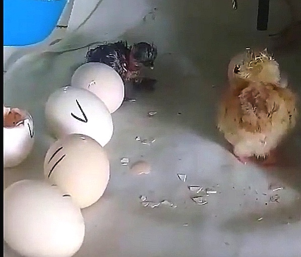 Incubadora-casera-con-incubación-de-huevos-de-gallina