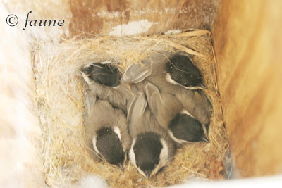 Box full of Chickadees