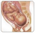 Phase of embryo development, week of 36th