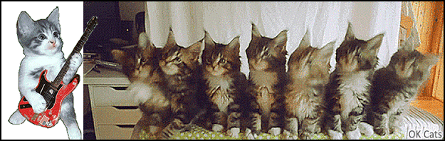 ART Cat GIF • Kitty gang love Hard Rock 'n roll. They got rhythm, the famous cat-rhythm! [ok-cats.com]