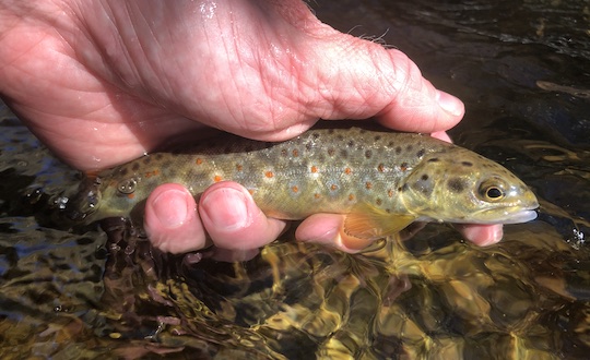 brown trout from grand slam in the Great Smoky Mountains