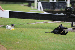 Guide Dog Oakley playing with Jack.