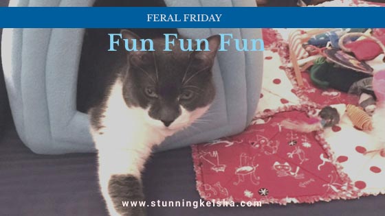 Feral Friday Fun Fun Fun