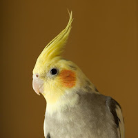 Birds Cockatiel