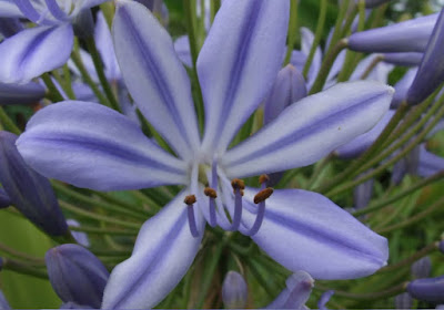 single agapantha flower - close up photo macro pic of an agapanthus africanus flower with stamen