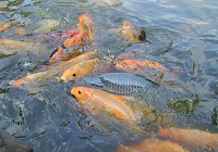 Budidaya Ikan Mas (Kolam Terpal)