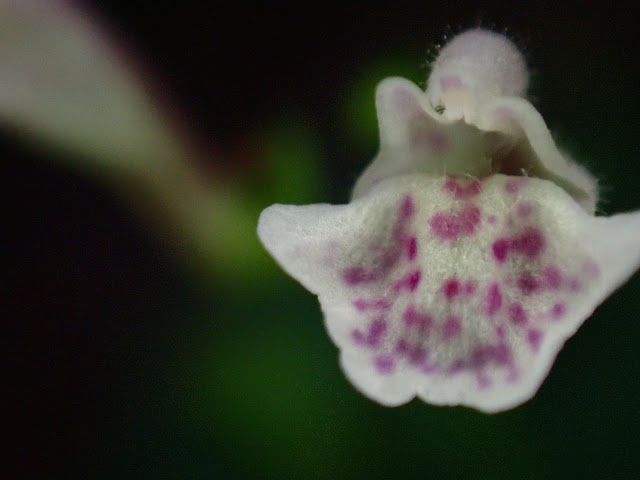 Scutellaria shikokiana