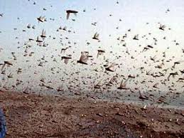 Image result for tiddi attack