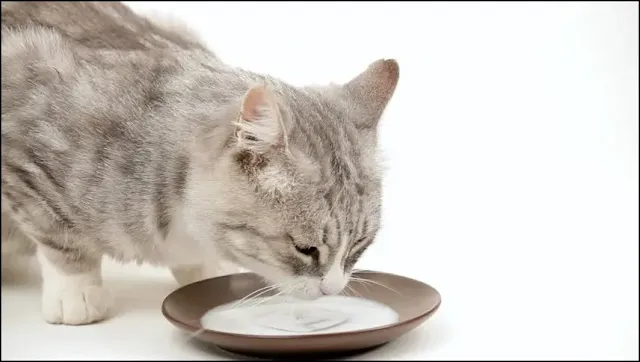 Kedilerde Beslenme Nasıl Olmalı?