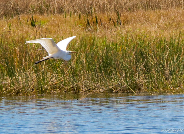 great egret in flight photo by mbgphoto
