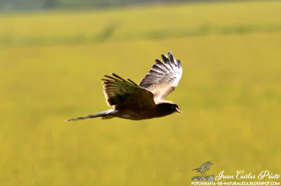 Aguilucho Cenizo - Circus Pygargus (fotografia-de-naturaleza.blogspot.com)