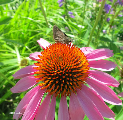 skipper butterfly on echinacea