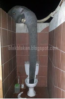 Unik - Gajah Minum Air Toilet