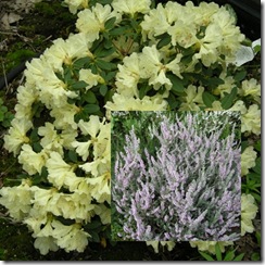 planter2