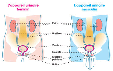 Appareil urinaire féminin et masculin