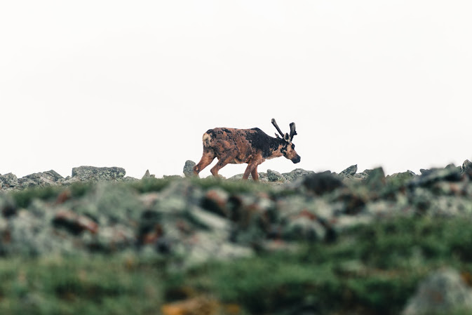 Caribou conservation