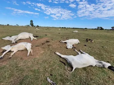 foto gado morto no MS