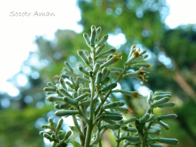 Parasenecio farfarifolius