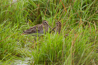 Wildlifefotografie Bekassine Olaf Kerber