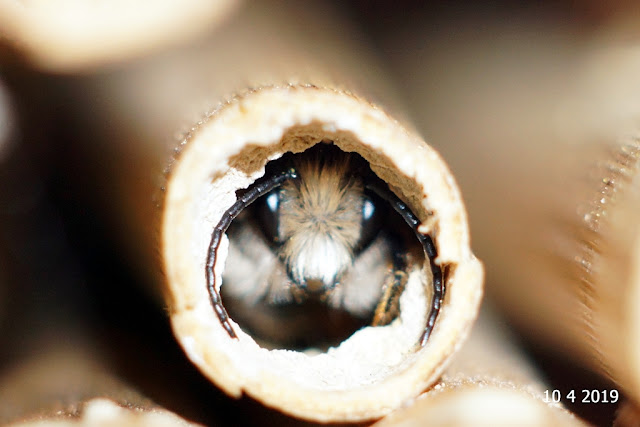 Osmia bicornis male