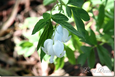 Alba_April29