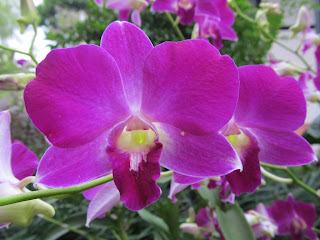 Orchids, National Orchid Garden, Singapore