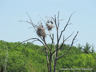 Great Blue Herons and Chicks