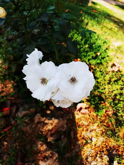 White Flower, Flower Images, White Flower Images, Full HD Images Download Now, Maker Life Hi HD Flower Images,
