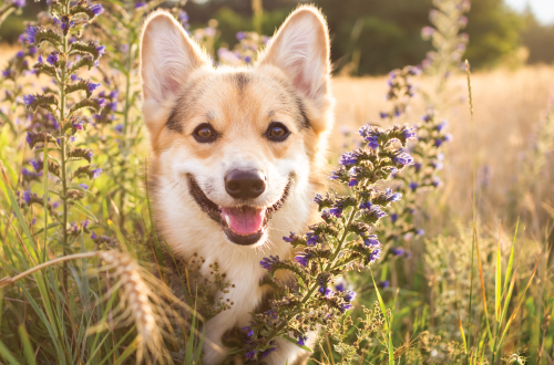 Corgi smiling amongst grass 