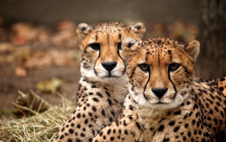 Mengapa Tubuh Cheetah Berbercak-bercak Hitam? Belajar Sampai Mati, belajarsampaimati.com, hoeda manis