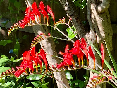 Red crocosmia flowerheads