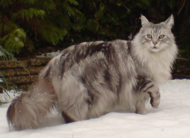 Maine Coon Cat