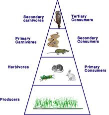 ecological pyramid ecology