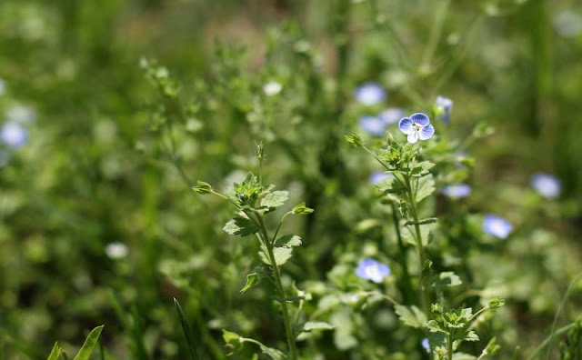 Veronica Persica Flowers Pictures