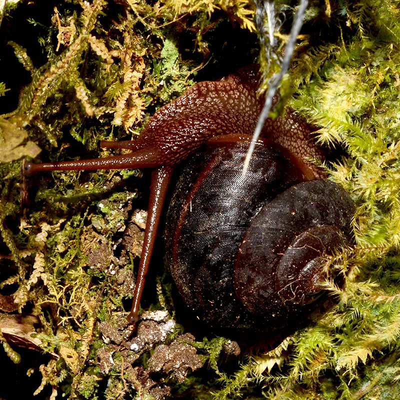 An unknown snail - feeding on moss.