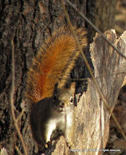 American Red Squirrel