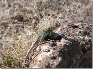 2012-04-20 Trail Thru Time, Rabbit Valley, CO (4)