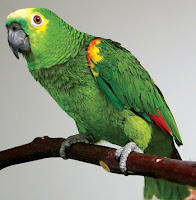 Parrot Bird Information