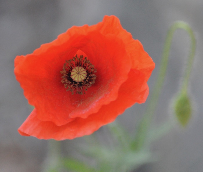 Coquelicot