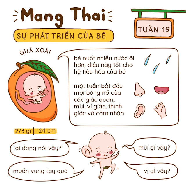 Kiến thức mang thai tuần 19