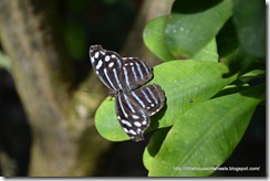 butterfly house (10)