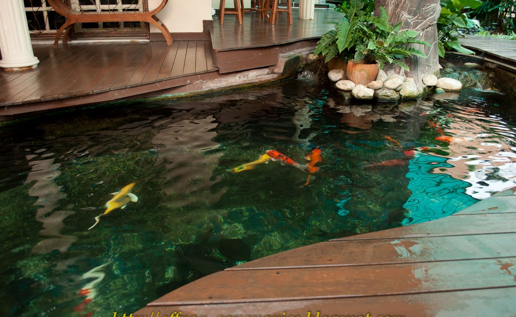 Aquaponics koi pond ~ Waters sistem