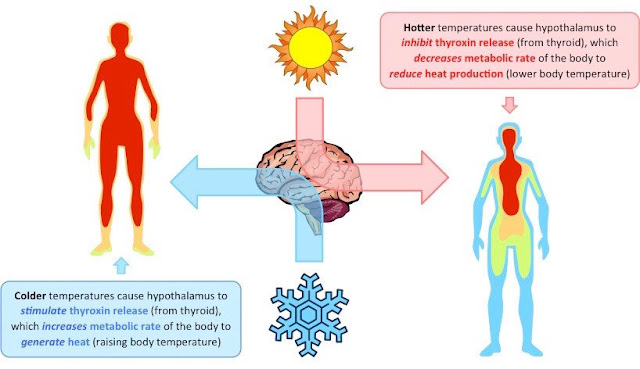 Bagaimanakah mekanisme kulit pada suhu yang dingin atau panas
